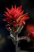 Castilleja 3447